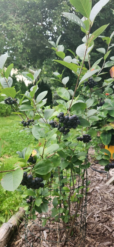 close berries aa.jpg